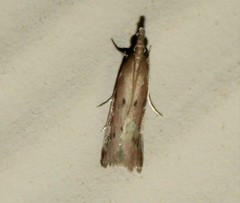 Peoria roseotinctella