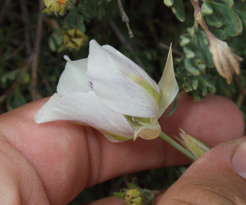 Calochortus eurycarpus, photograph 6