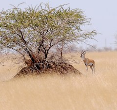 Nanger soemmerringii