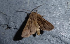 Ichneutica averilla