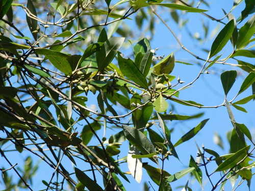 Avicennia alba observed 2026-07-25