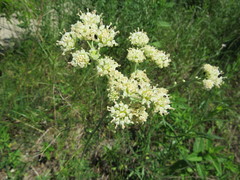 Hymenopappus artemisiifolius