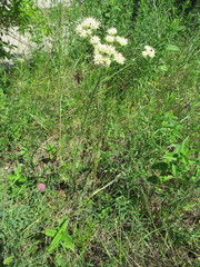 Hymenopappus artemisiifolius