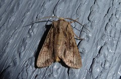 Ichneutica averilla