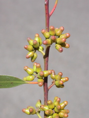 Eucalyptus brockwayi