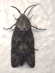 Prionoxystus robiniae