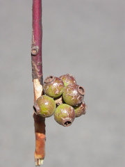Eucalyptus brockwayi