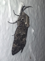 Prionoxystus robiniae