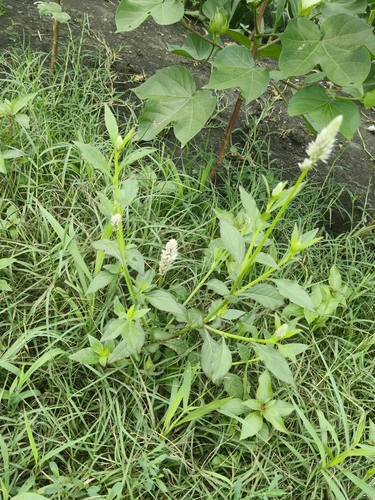 Quail Grass