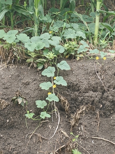 Muskmelon