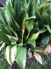 Aspidistra