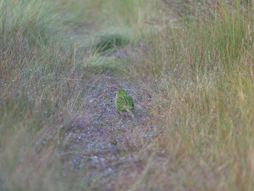 Pezoporus wallicus observed 2026-07-27