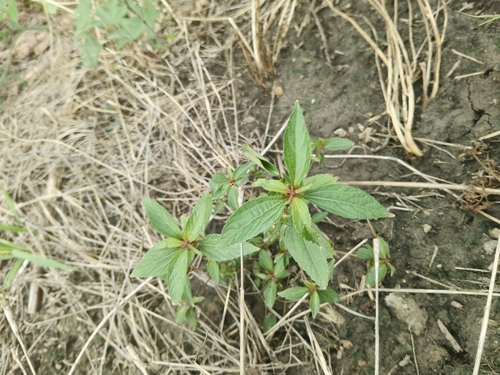Asian Copperleaf