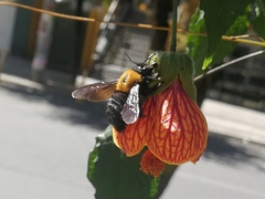 Xylocopa rufidorsum