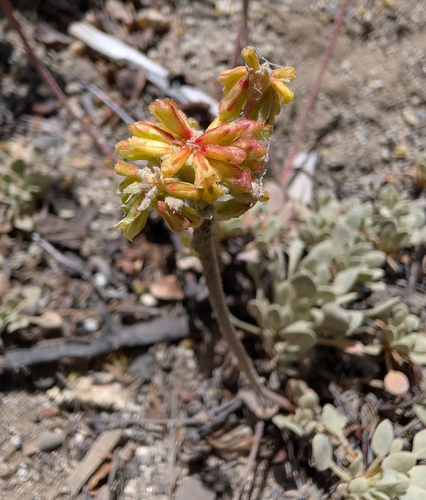 Eriogonum diclinum, photograph 4