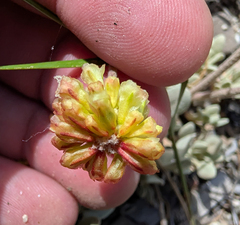 Eriogonum diclinum, photograph (c) Dominic Gentilcore, some rights reserved (CC BY)