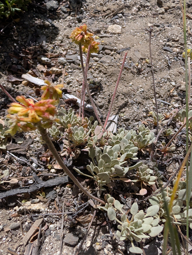 Eriogonum diclinum, photograph 5