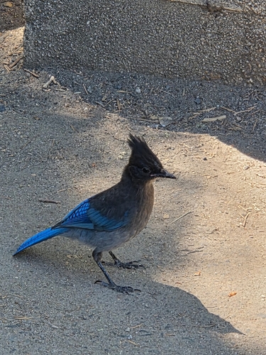 iNaturalist observation photo of Steller's Jay