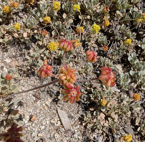 Eriogonum diclinum, photograph 2
