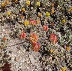 Eriogonum diclinum, photograph (c) Dominic Gentilcore, some rights reserved (CC BY)