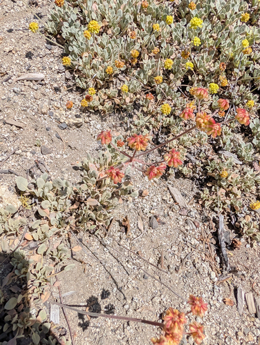 Eriogonum diclinum, photograph 3