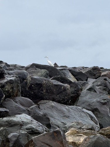 Egretta sacra observed 2026-07-27