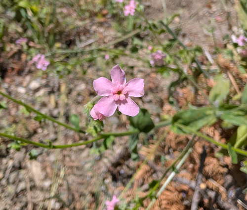Hackelia mundula