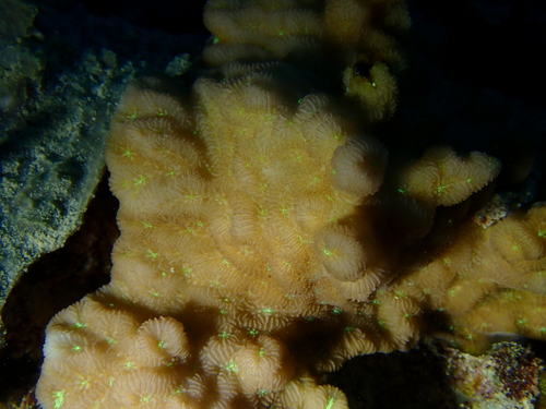 Merulina ampliata observed 2026-07-24