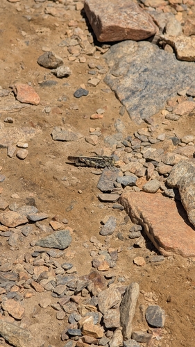 iNaturalist observation photo of Cratypedes