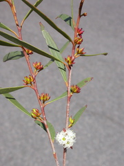 Eucalyptus moorei moorei