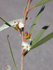 Eucalyptus moorei moorei