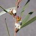 Eucalyptus moorei moorei - Photo (c) Dean Nicolle, alguns direitos reservados (CC BY-NC), uploaded by Dean Nicolle