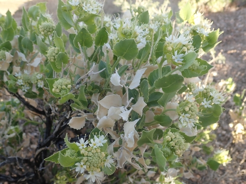 Image of Petalonyx parryi by (c) Mitch Van Dyke, some rights reserved (CC BY)
