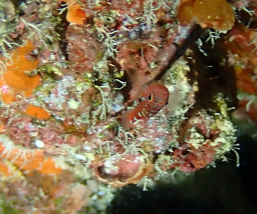 Trimma caesiura observed 2026-07-24