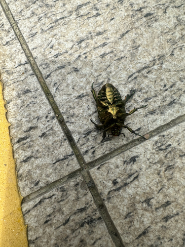 Oriental Flower Beetle