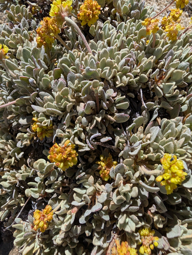 Eriogonum diclinum