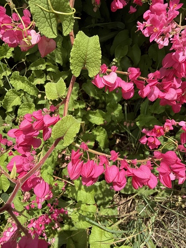 Antigonon leptopus observed 2026-07-24