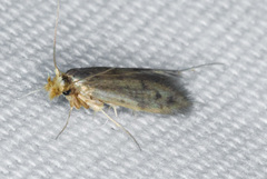 Nepticuloidea