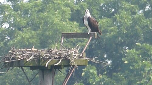 iNaturalist image