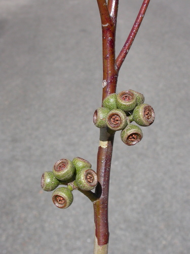 Eucalyptus pilularis
