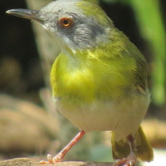 Apalis flavida