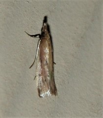 Peoria roseotinctella