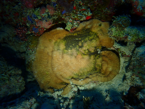 Merulina ampliata observed 2026-07-24