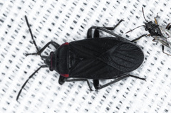 Melacoryphus rubicollis