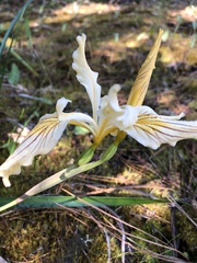 Iris bracteata