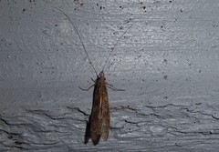 Triplectides obsoletus