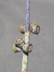 Eucalyptus saxatilis