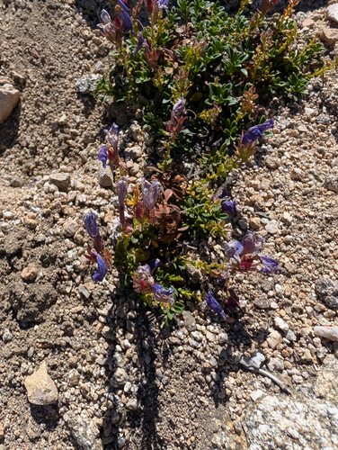 Penstemon davidsonii, photograph 6