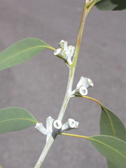 Eucalyptus saxatilis