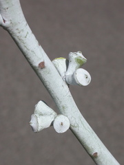 Eucalyptus saxatilis